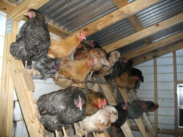16560_our_adult_chickens_04_05_09.jpg