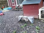 16560_skunk_pic_08_19_10.jpg