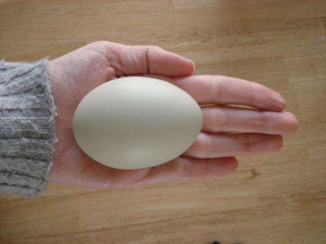 16571_giant_bandit_egg.jpg