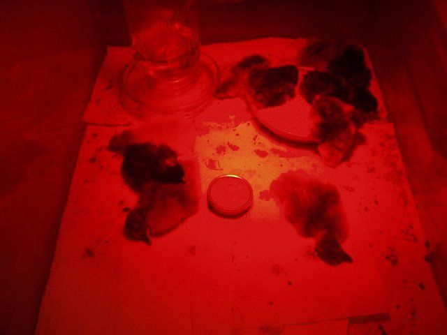 1660_baby_chicks_024.jpg