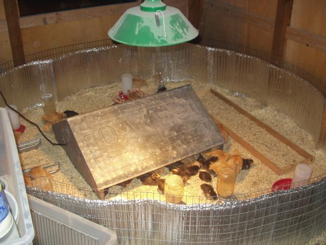 1660_brooder_mar_4_2007_013.jpg