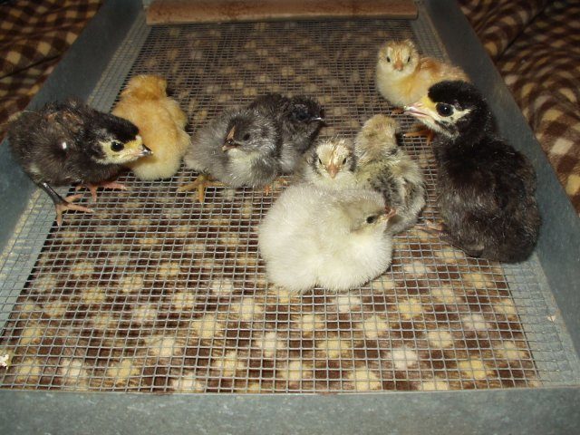 1660_chicks_12_23_08_006.jpg