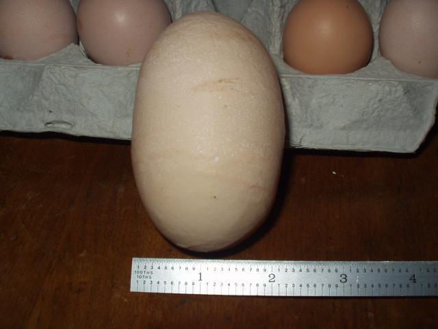 1660_delaware_eggs_3_20_09_006.jpg