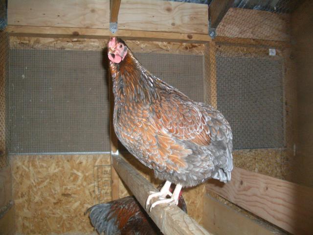 1660_oct_26_coop_and_birds_053.jpg