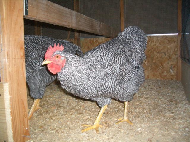 1660_oct_26_coop_and_birds_054.jpg