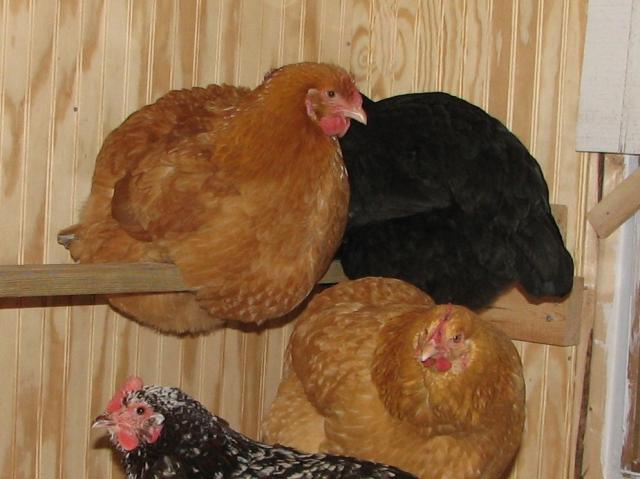 16616_pets_12-2008_001_crop.jpg