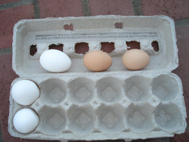 16627_2eggs.jpg