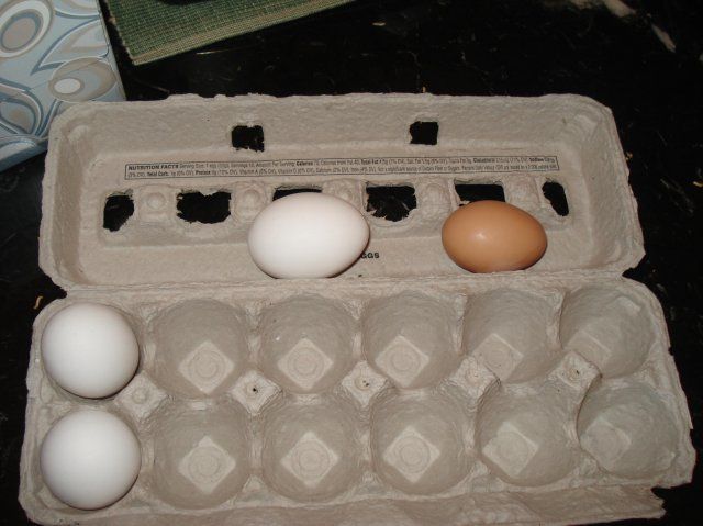 16627_egg2.jpg
