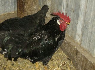 16637_critters_032.jpg