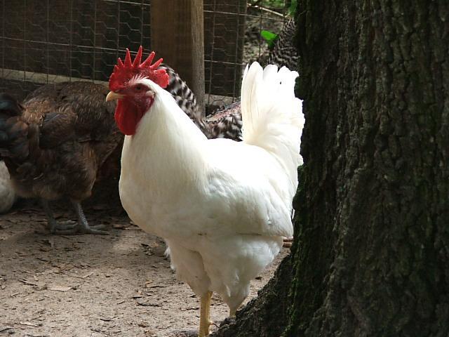 16662_chicken_pics_1_013.jpg