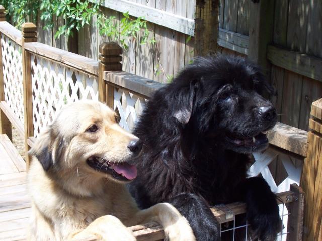 16662_cocoa_and_sable.jpg