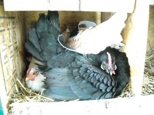16670_hens_001.jpg