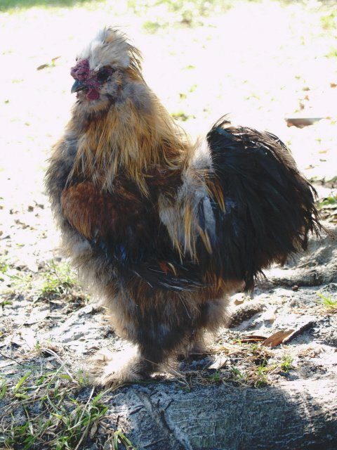 1668_puff1.jpg