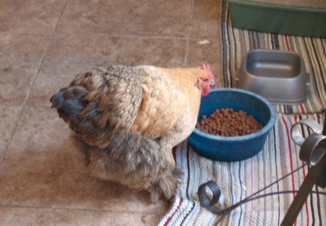 Is is okay to feed chickens dog food 