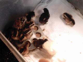 16738_new_chicks_001.jpg