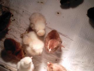 16738_new_chicks_003.jpg