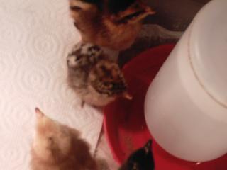 16738_new_chicks_007.jpg