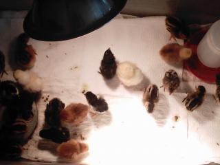 16738_new_chicks_010.jpg