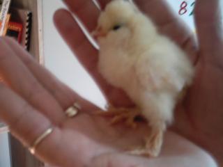 16738_new_chicks_011.jpg
