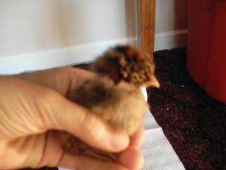 16738_new_chicks_019.jpg