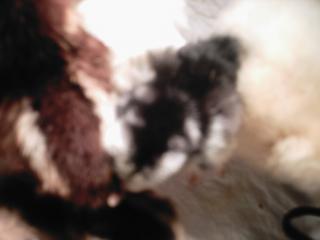 16738_new_chicks_022.jpg