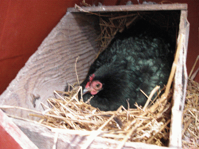 16761_broody.gif