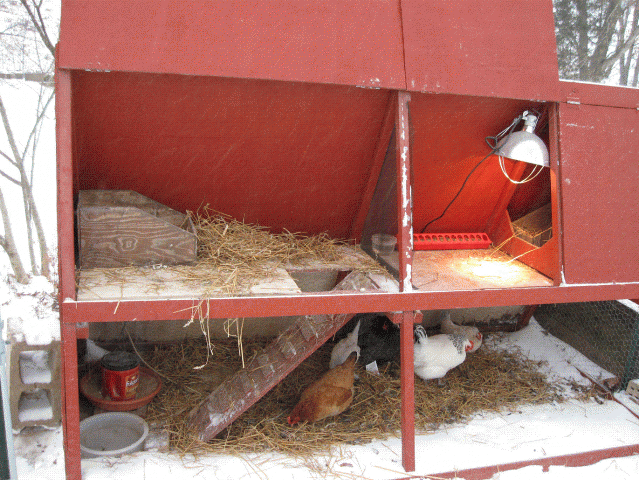 16761_chickcoopsnow.gif