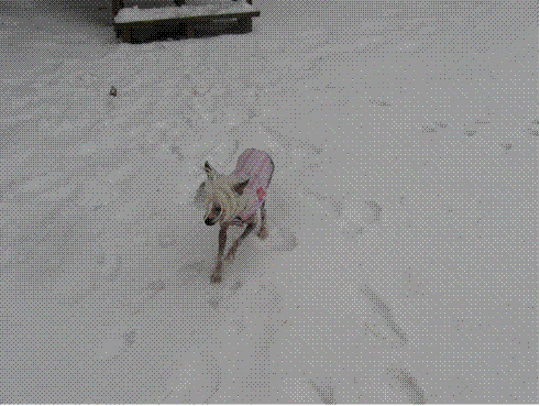 16761_stormsnow.gif