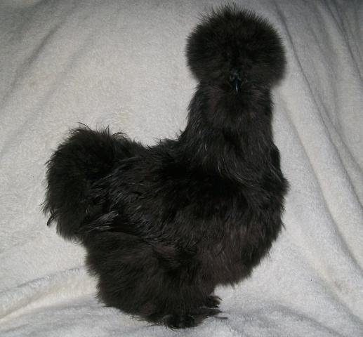 16879_black_silkie.jpg