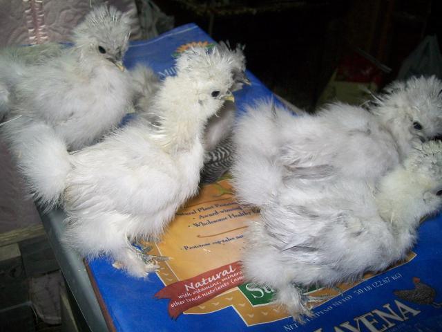 16879_chicks_for_sale.jpg