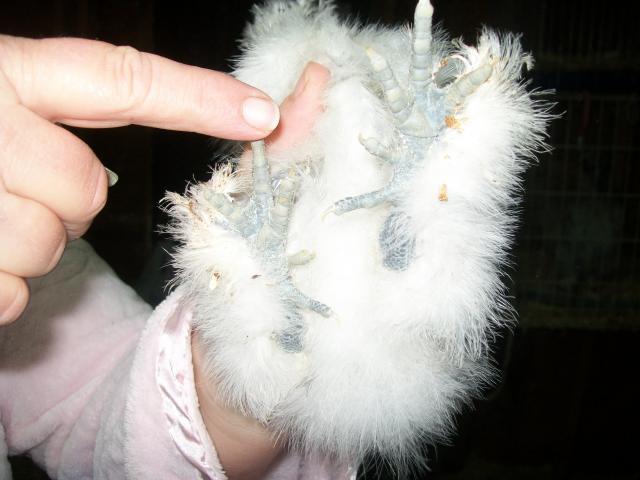 16879_chicks_for_sale_1.jpg