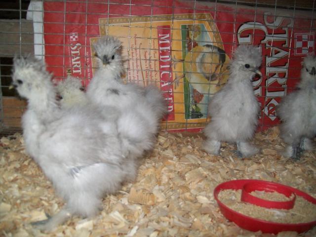 16879_chicks_for_sale_2.jpg