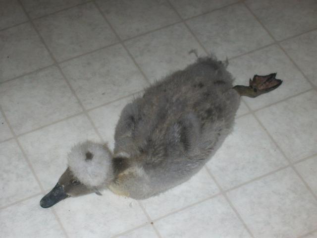 16879_goorge_jefferduck.jpg
