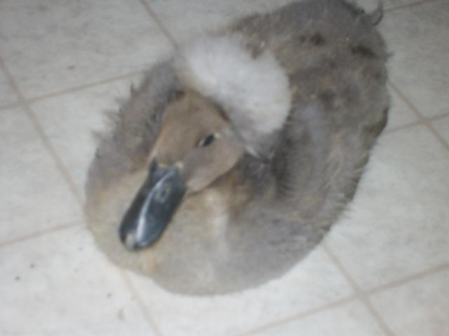 16879_goorge_jefferduck_2.jpg