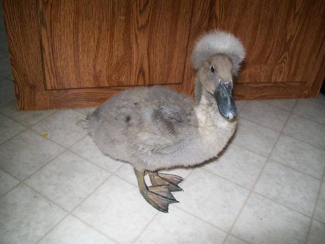 16879_goorge_jefferduck_4.jpg