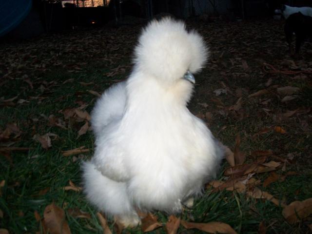 16879_new_white_pullet_from_bren.jpg