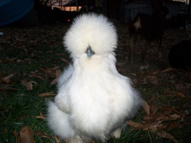 16879_new_white_pullet_from_bren_2.jpg