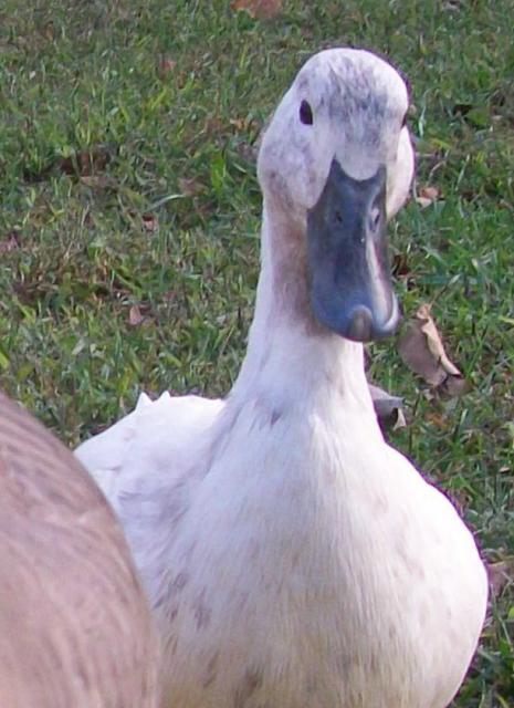 16879_rubber_ducky.jpg