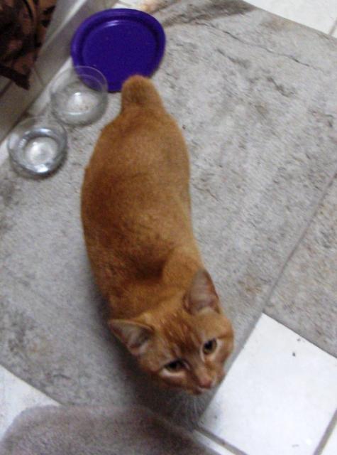 16895_newkitty.jpg