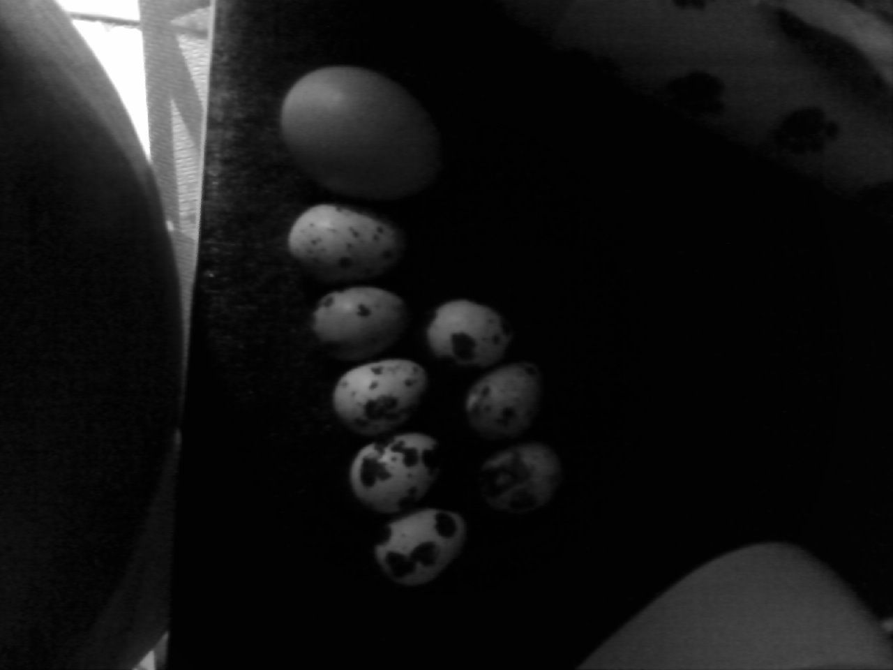16895_quaileggs.jpg