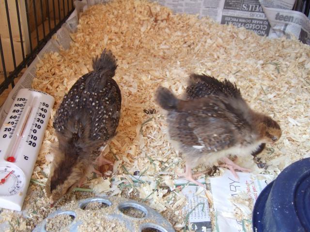 16902_chicks1.jpg