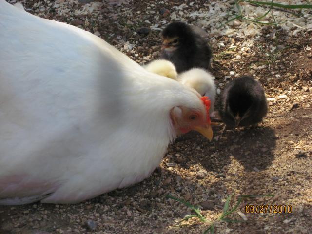 16945_img_4311.jpg
