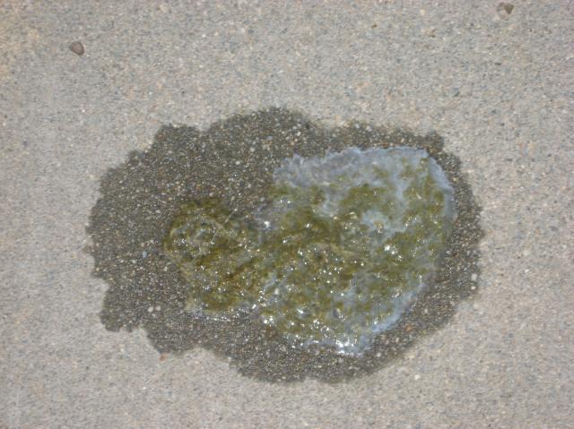 16945_img_5928.jpg