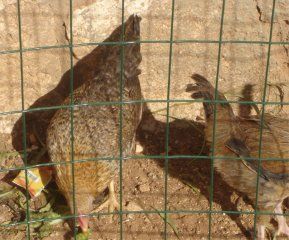 16975_sarge_and_goldies_scruffy_tail.jpg