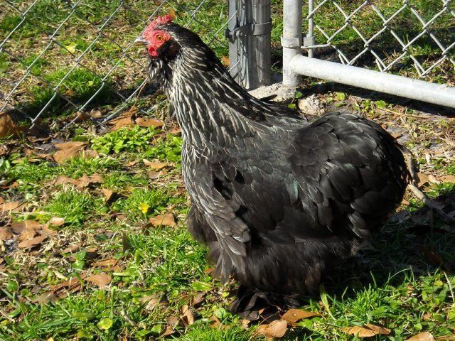 16998_bantam_cochin.jpg