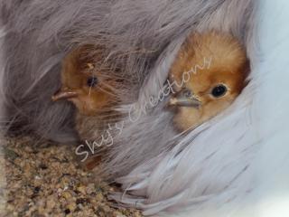 17059_buff_splash_silkies_chicks_062610.jpg