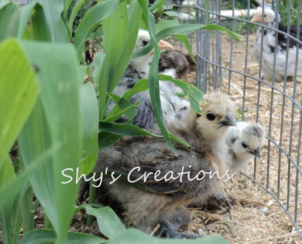 17059_silkie_chicks_corn_plants.jpg