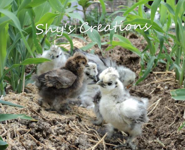 17059_silkie_chicks_corn_plants2.jpg
