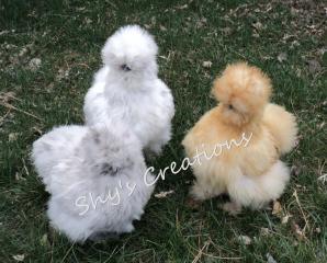 17059_silkie_pullets2_041011.jpg