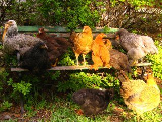 1707_our_chickens.jpg